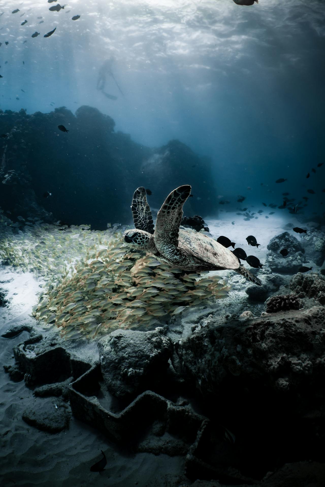 Overfishing & Biodiversity Loss From Fish Oil