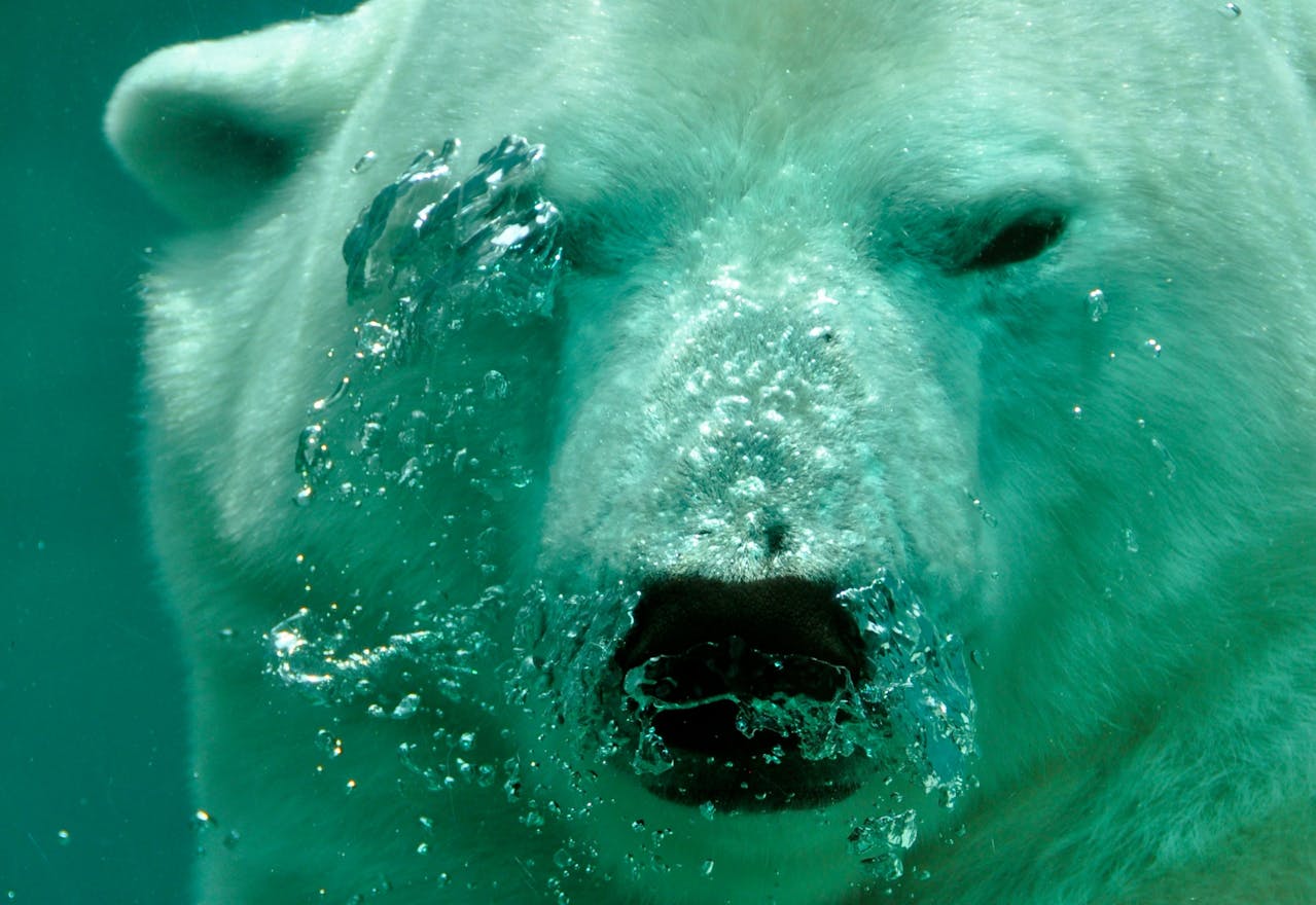 From Polar Bears to Plankton—Protecting Earth’s Diverse Life